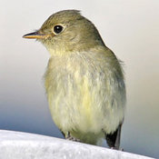Yellow-bellied Flycatcher